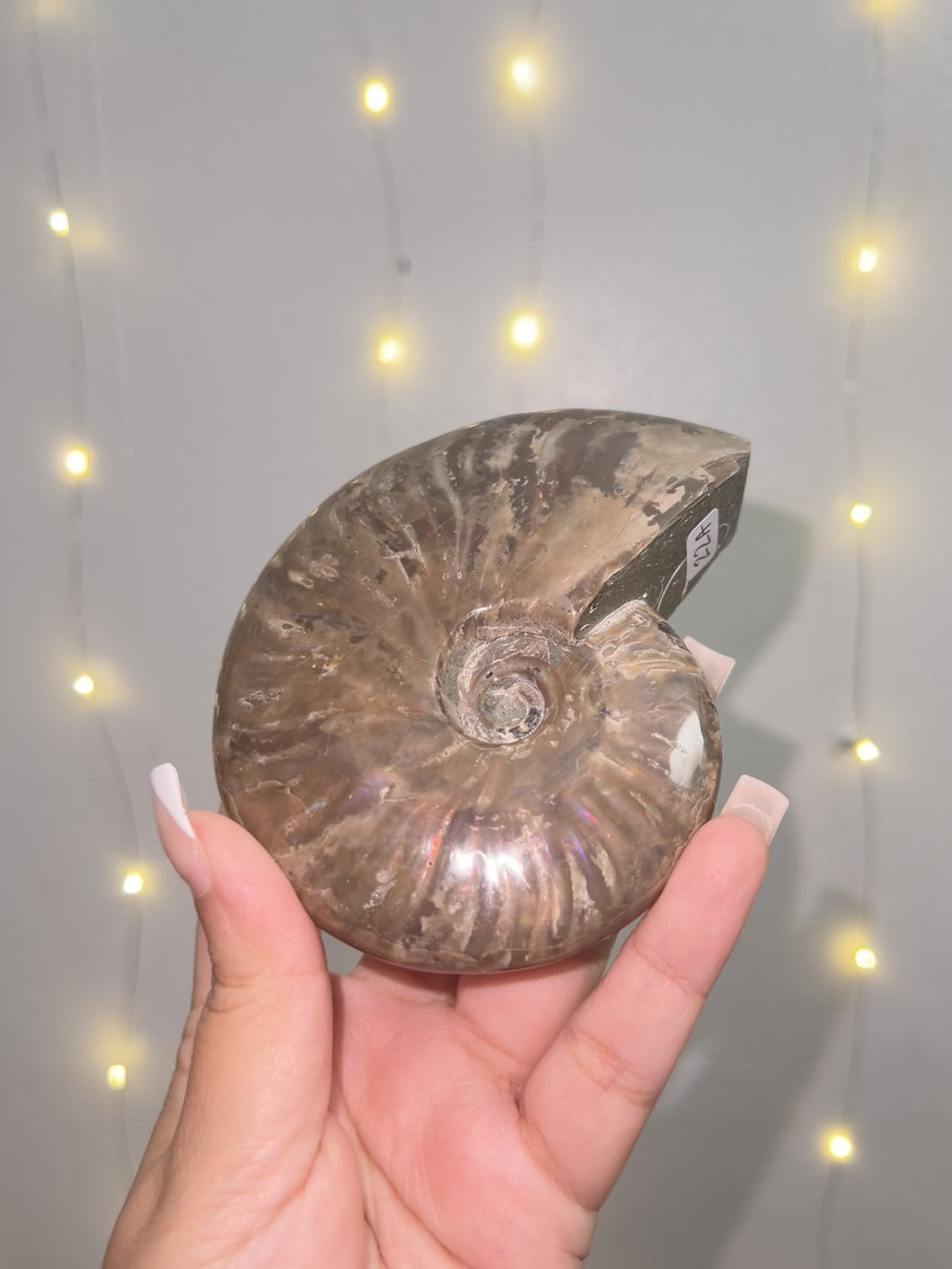 Ammonite shell